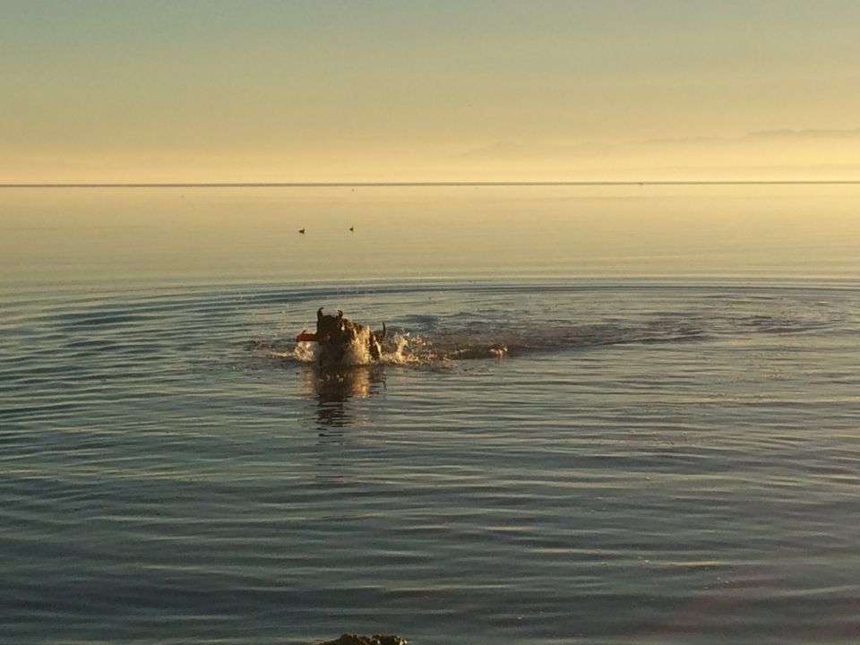 Dog splashing in calm water at sunrise
