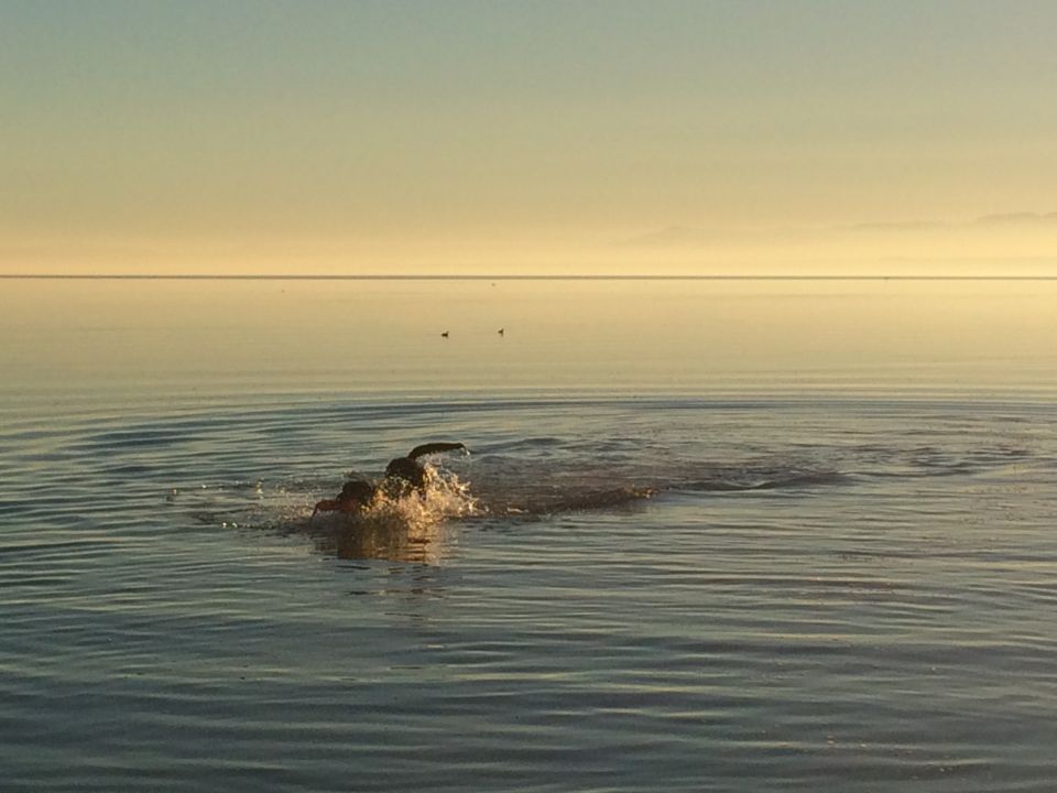 Dog swims in calm water at sunrise with a distant hazy horizon