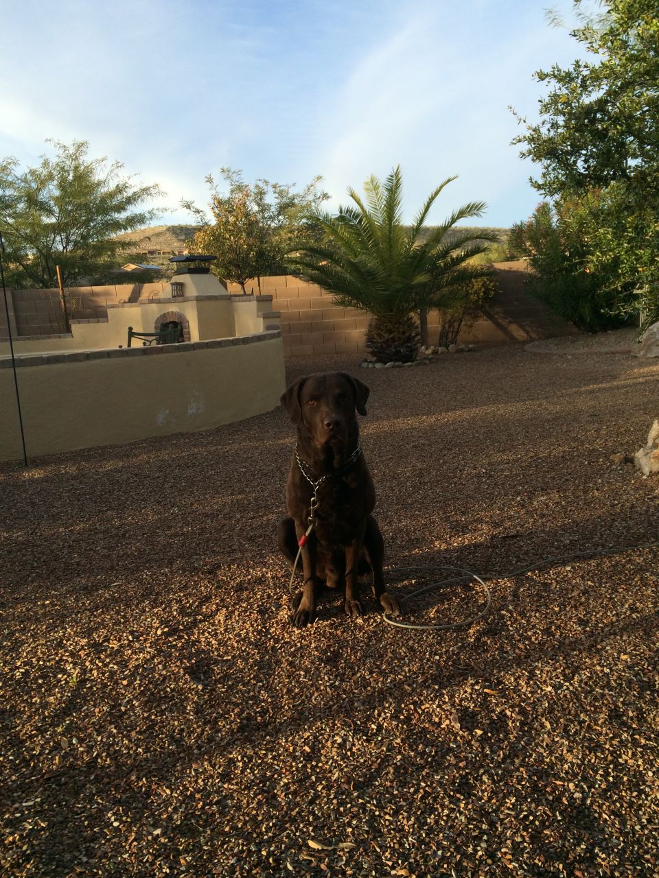 Chocolate labrador retriever dog sits on gravel in a backyard with a palm tree and outdoor fireplace