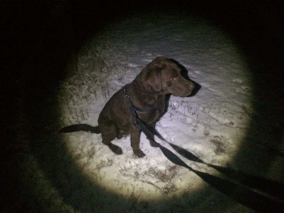 Chocolate labrador retriever dog sitting in snow at night, illuminated by a spotlight