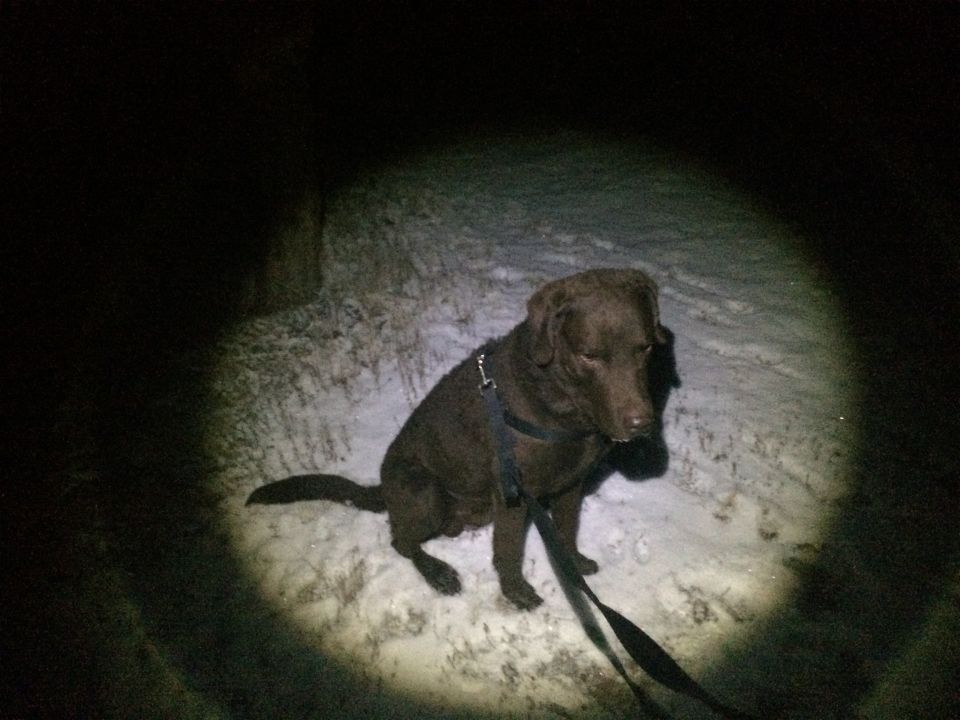 Chocolate labrador retriever dog sitting in snow at night, illuminated by a spotlight