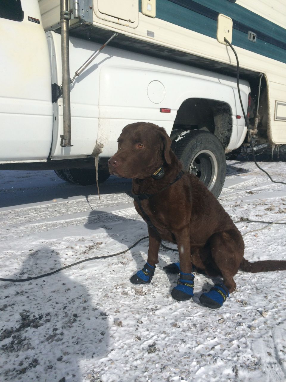 Brown dog in blue booties sits by a white RV in the snow