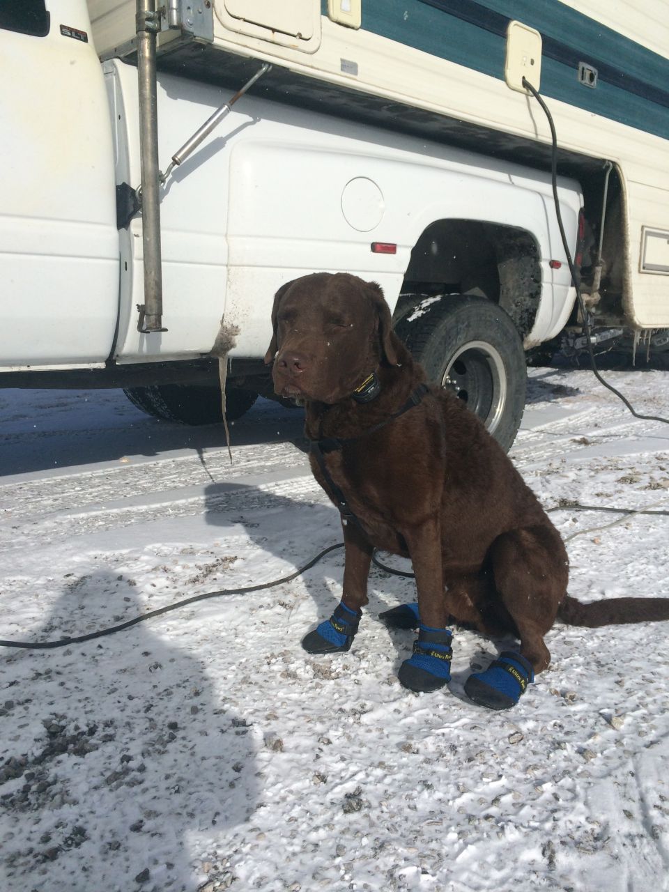 Brown dog wearing blue boots sits in the snow next to a white RV