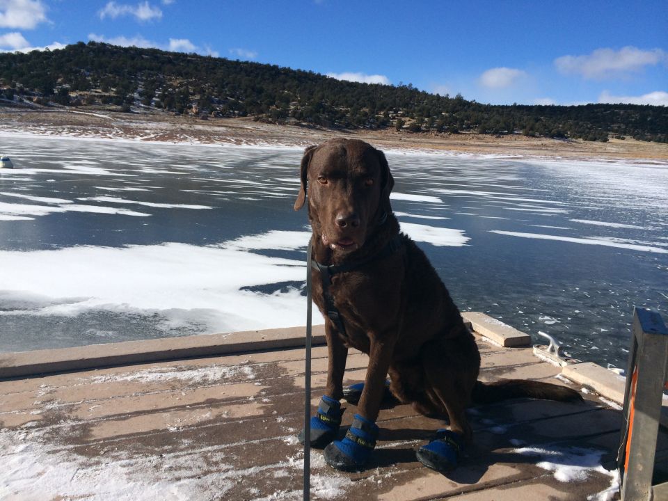 Chocolate lab wearing blue dog boots sits on a wooden dock next to a partially frozen lake