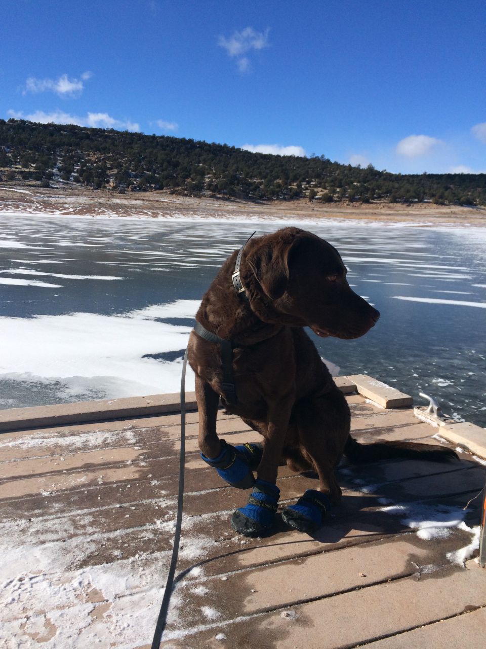 Brown dog in blue booties sits on a wooden dock next to a frozen lake