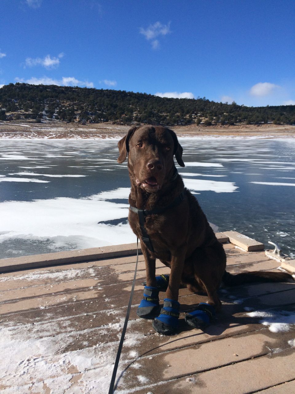 Chocolate lab in blue booties on dock with frozen lake behind