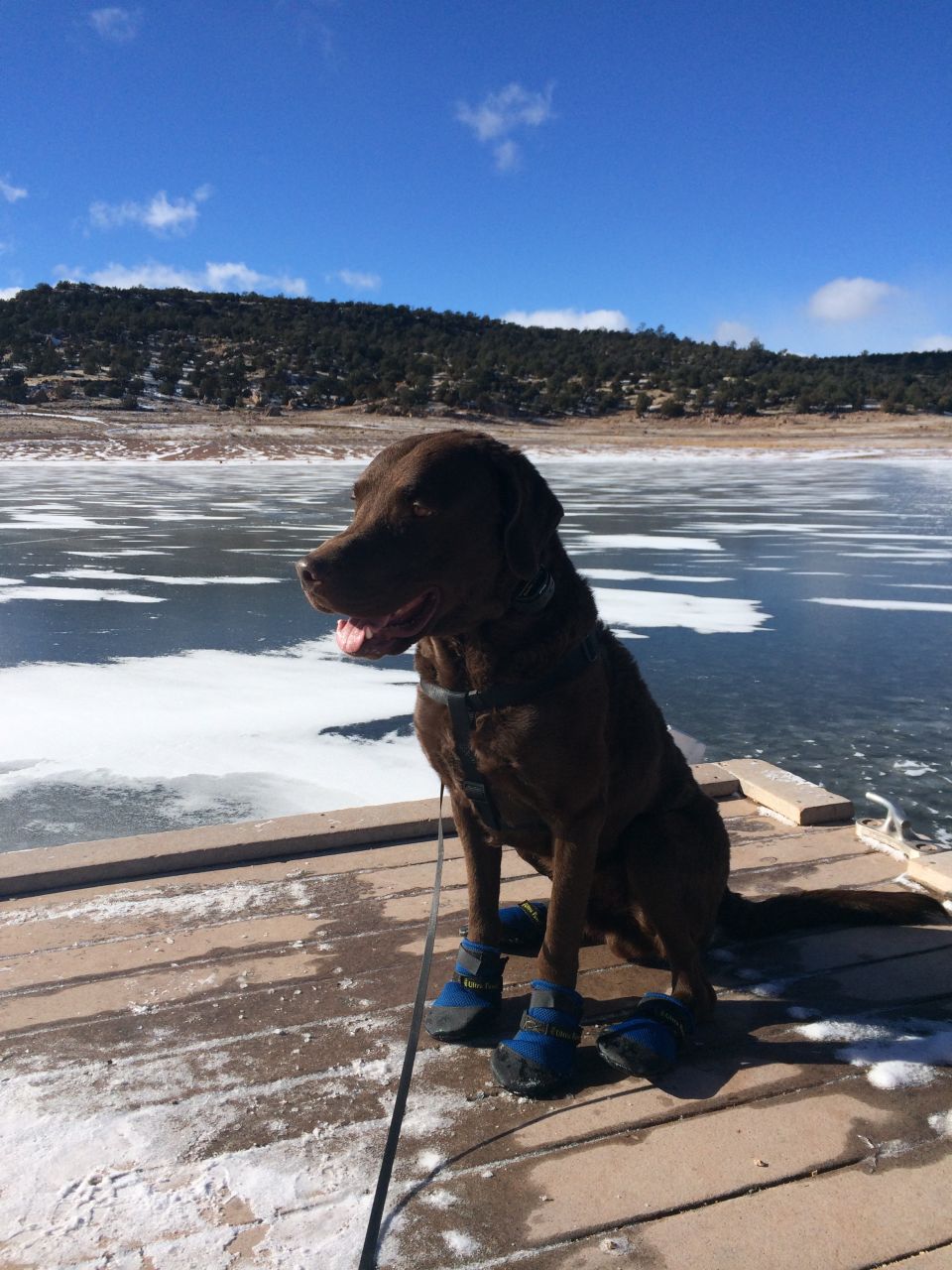 Chocolate lab in blue boots sits on a wooden dock next to a partially frozen lake