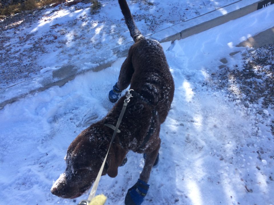 Brown dog wearing blue boots walks on a snowy path