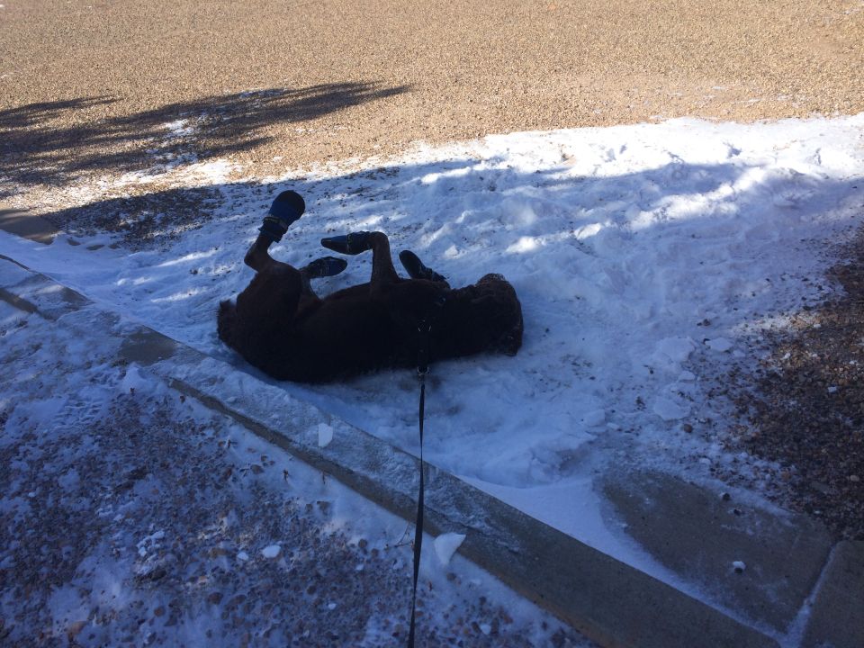 Dog wearing blue booties rolls in snow next to a curb