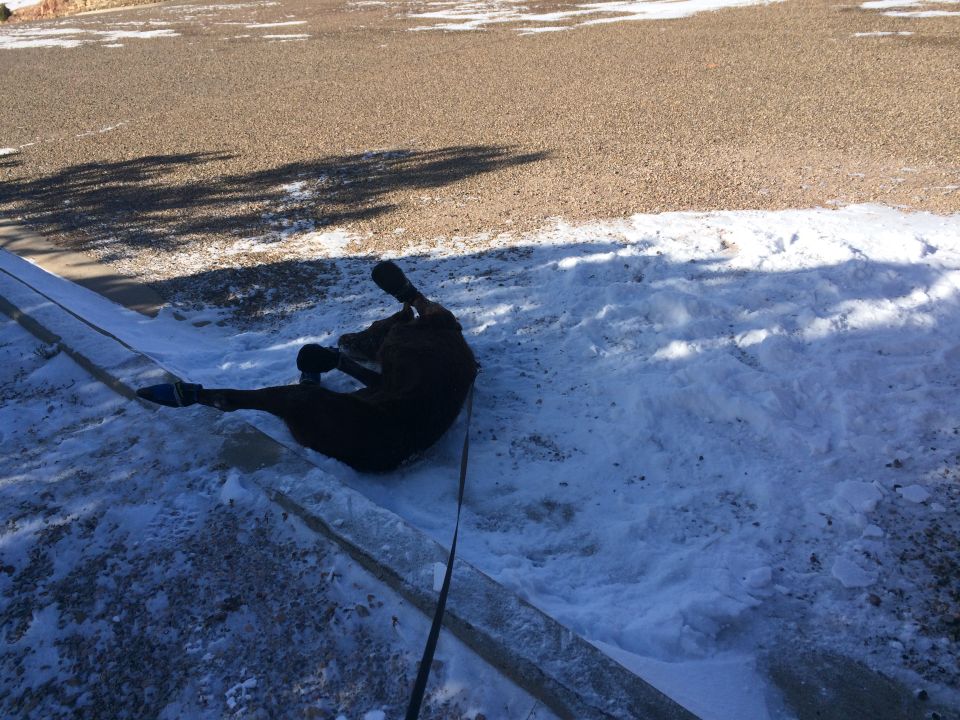 Dark horse lying on its side in snow next to a curb, with a leash attached