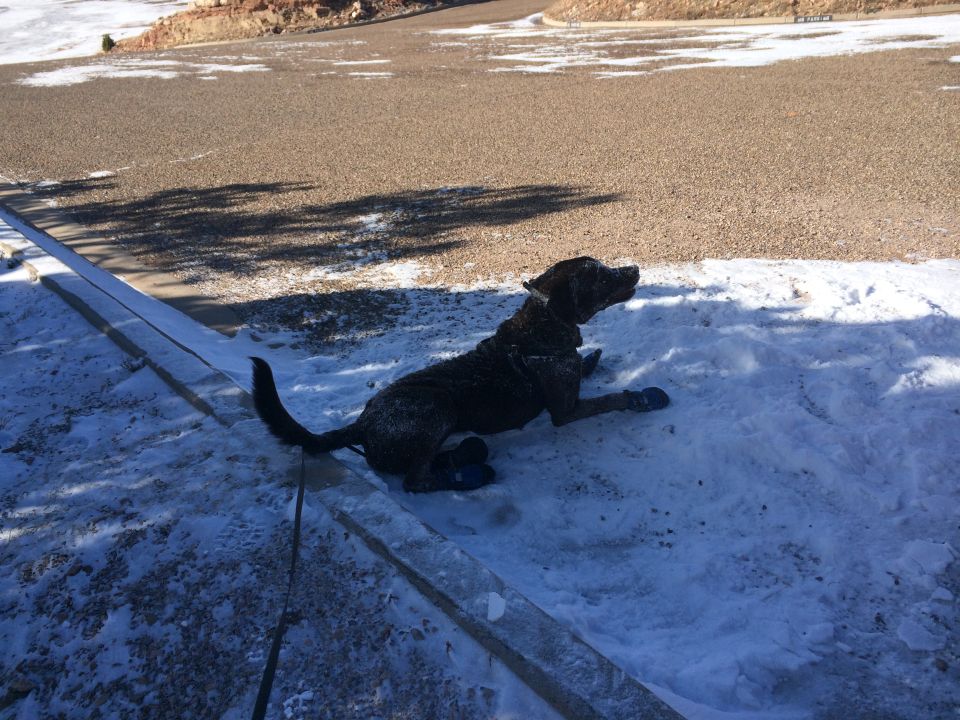 Dog wearing blue booties sits in the snow next to a paved area