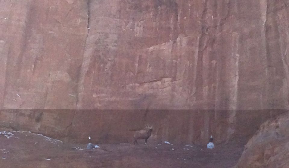 Elk stands in a rocky area with geese nearby, against a large cliff face