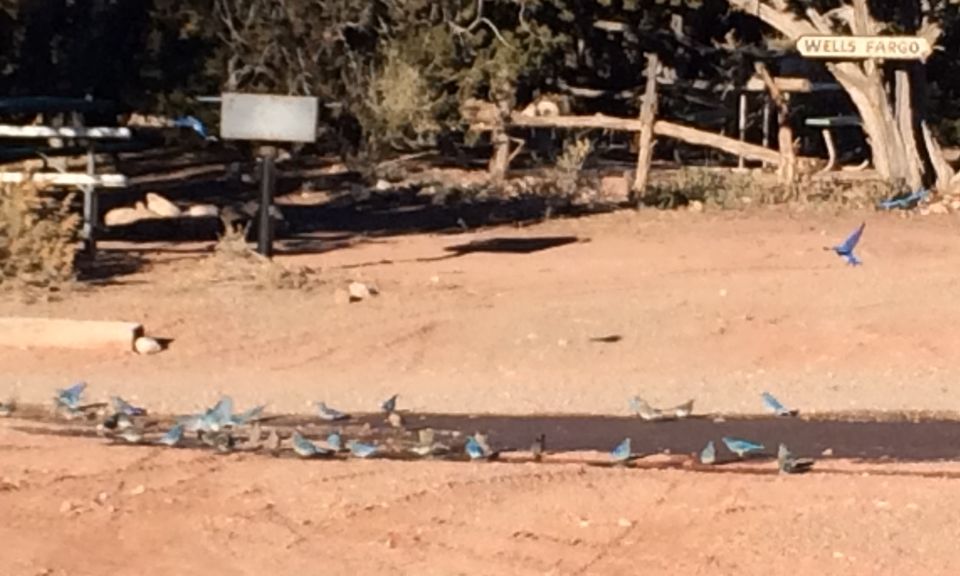 Flock of blue birds gathered on dirt ground with a duck nearby. Wells Fargo sign visible