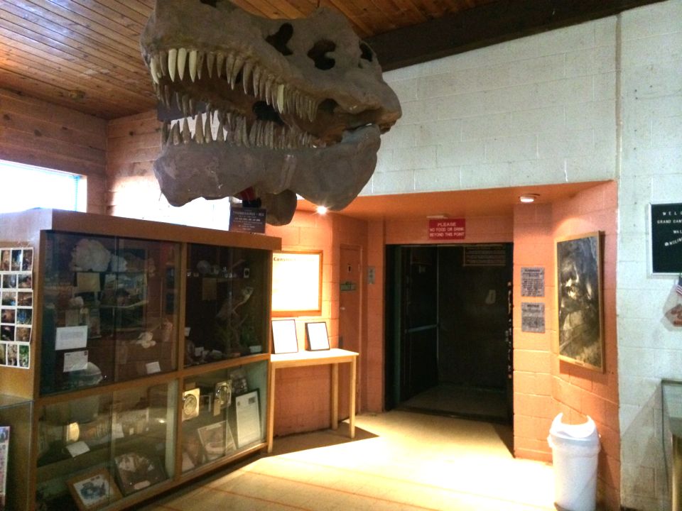 Dinosaur skull hanging over museum exhibits and an elevator entrance