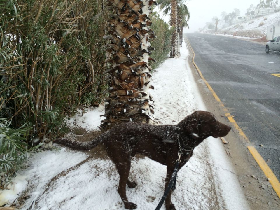 Chocolate lab on snowy sidewalk next to palm tree