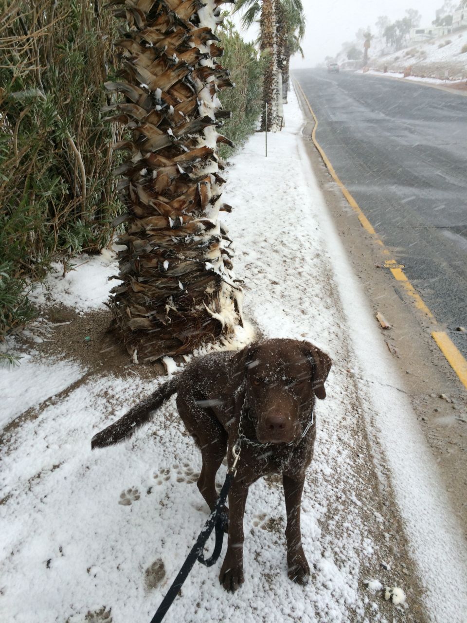 Chocolate lab on a leash stands in the snow next to a palm tree. A road is visible in the background