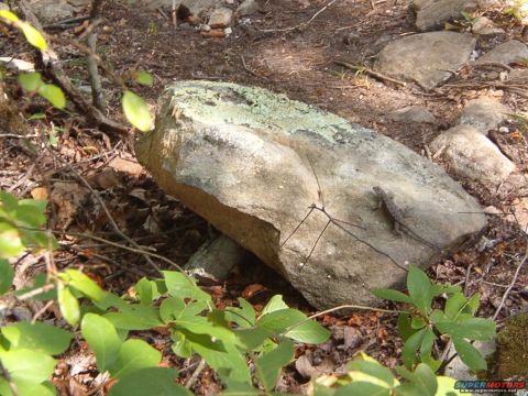 1988 Ford Bronco - A small lizard rests on a large rock covered in moss, surrounded by forest debris and green leaves.