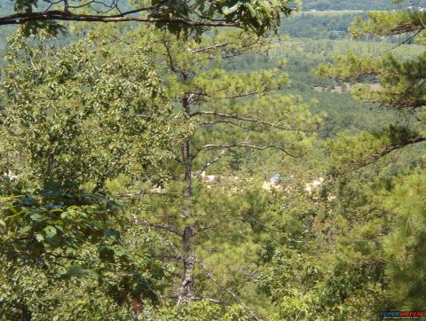 1988 Ford Bronco - A distant SUV is seen through dense foliage, with a vast, tree-covered landscape stretching into the background.
