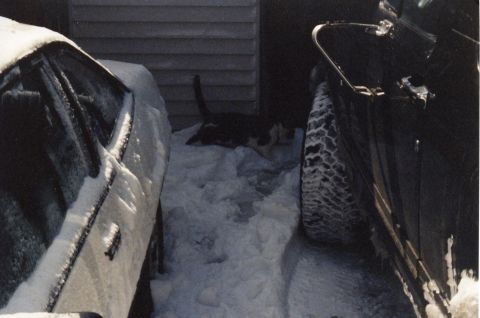 1988 Ford Bronco - A black and white cat is lying in the snow between two vehicles, one of which is a white car covered in snow. The scene appears to be in a…