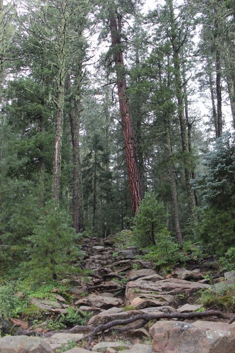 1996 Ford Bronco - A rocky, overgrown forest path ascends between tall pine trees. The ground is covered in stones, exposed roots, and green foliage.