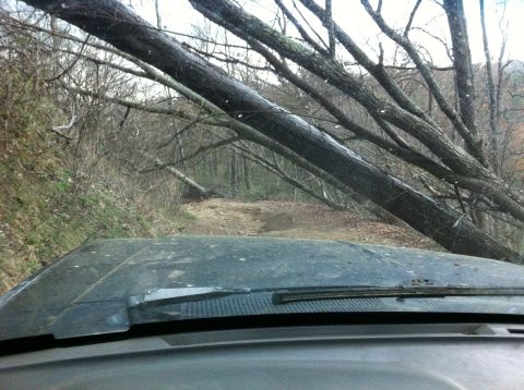 1988 Ford Bronco - Fallen trees obstruct the path on a dirt road, viewed from the driver's perspective.