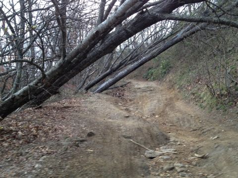 1988 Ford Bronco - A rough dirt road is obstructed by fallen trees in a wooded area.