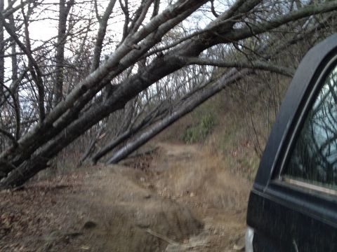 1988 Ford Bronco - The trail ahead is obstructed by several large fallen trees, requiring a detour or clearing.