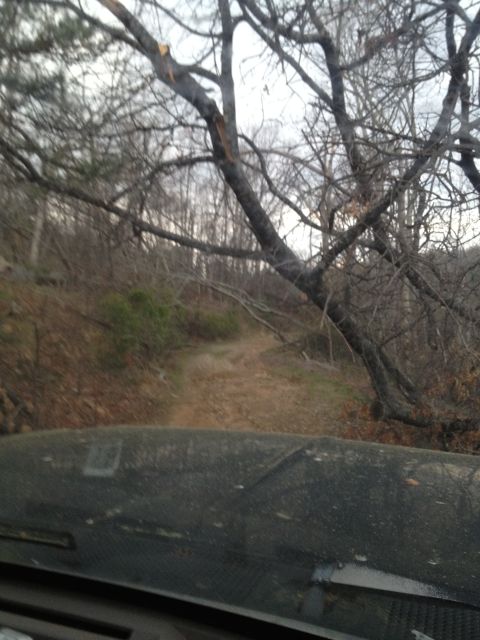 1988 Ford Bronco - View from inside a vehicle on a dirt road surrounded by bare trees.