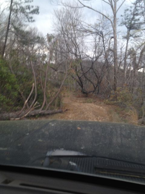 1988 Ford Bronco - View from inside a vehicle looking out at a dirt road winding through a forest with fallen trees.