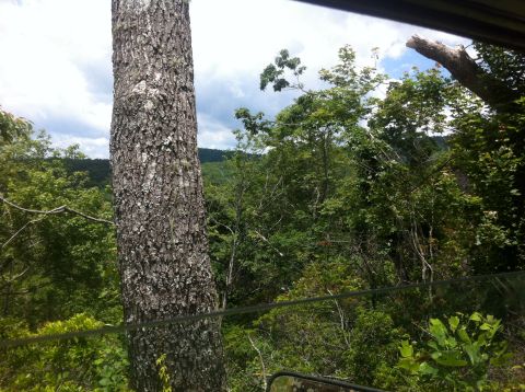 1988 Ford Bronco - A view from inside a vehicle shows a large tree trunk in the foreground and a dense forest landscape beyond.
