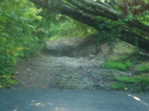 1988 Ford Bronco - A dirt road winds through a wooded area with fallen trees overhead.