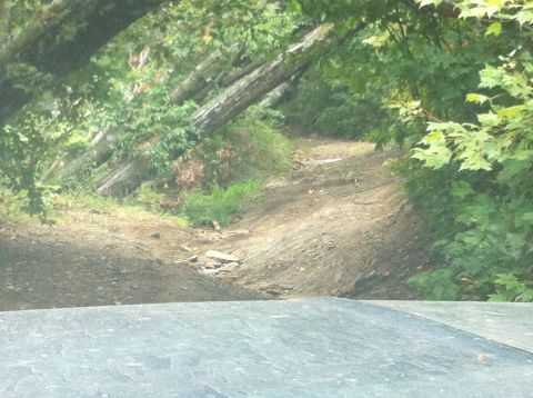 1988 Ford Bronco - A dirt road navigates through a dense forest, with fallen trees creating an obstacle course.