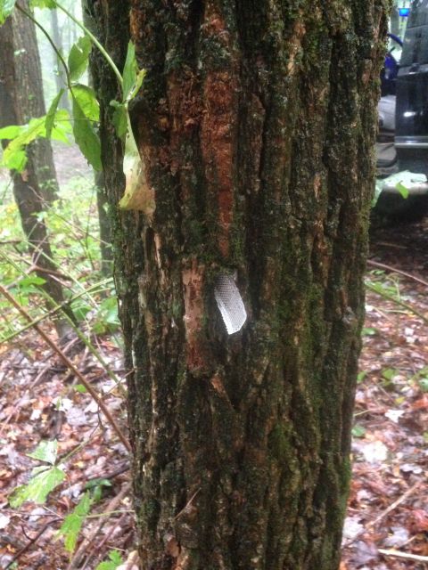 1988 Ford Bronco - A close-up of a moss-covered tree trunk in a forest setting, with a vehicle partially visible in the background.