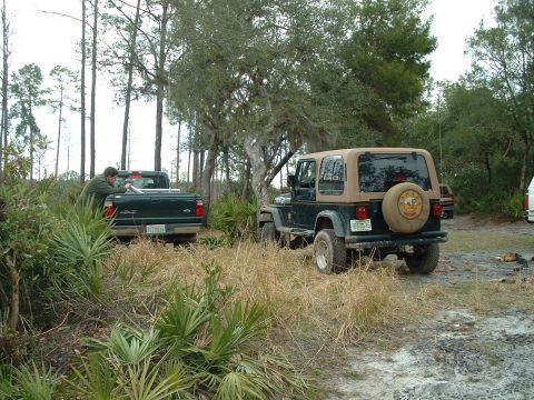 1995 Ford Bronco - Two vehicles, a Jeep Wrangler and a Ford pickup, are parked in a wooded area with dry grass and palm fronds.
