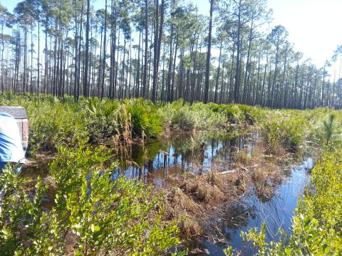 1995 Ford Bronco - A truck is partially visible on the left side of a swampy, wooded landscape.