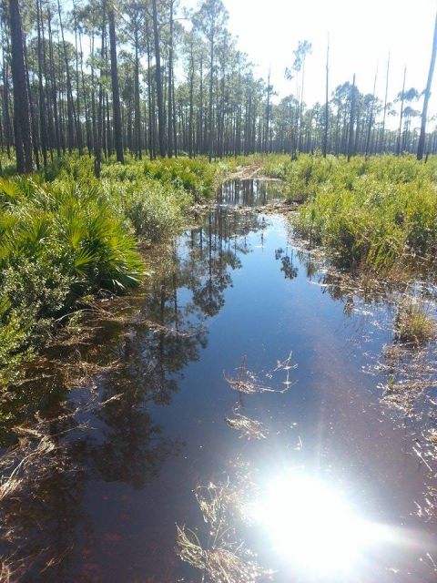 1995 Ford Bronco - A sun-drenched swampy landscape with tall trees and reflective water, the Supermotors logo at the bottom right.