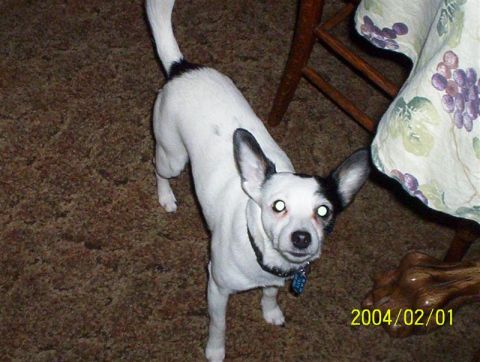 1963 Ford Falcon - A dog with white and black markings stands on a carpeted floor, looking towards the camera.
