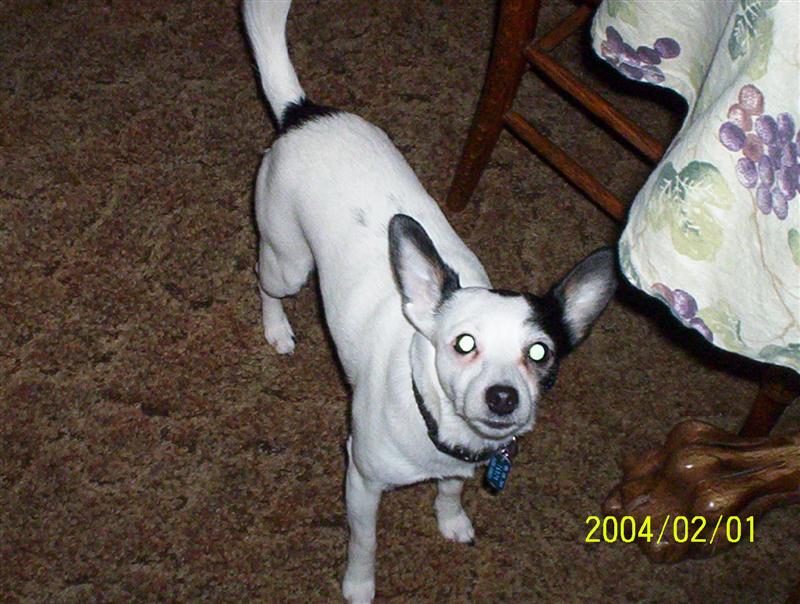 Dog with white and black markings, looking at camera