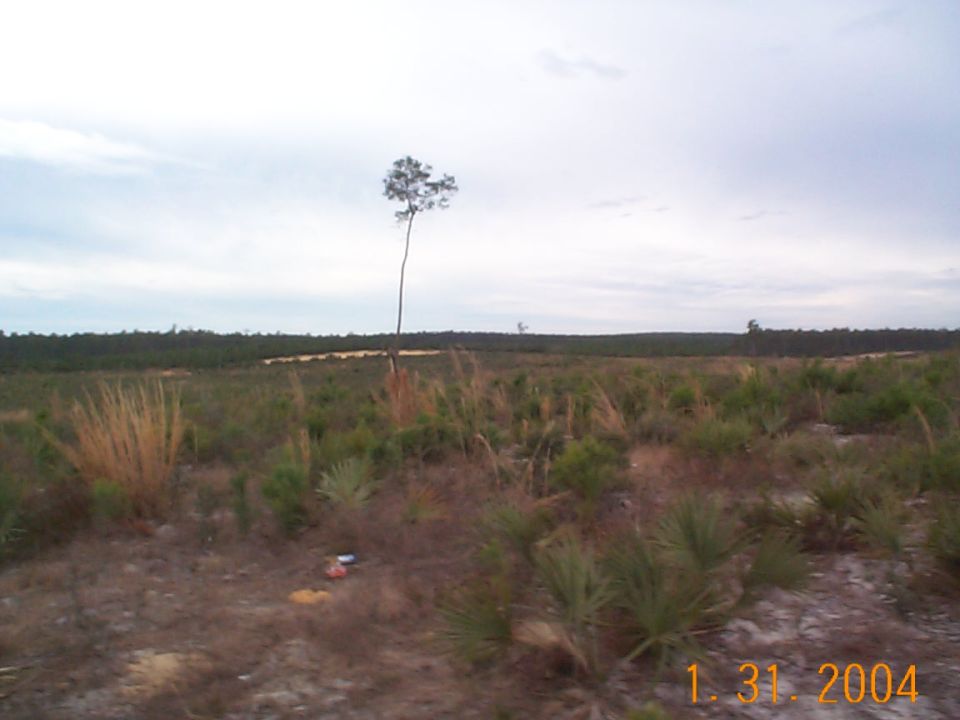 open field with tall grass, scrub brush, and a single tall tree against a cloudy sky. Some trash is visible on the ground
