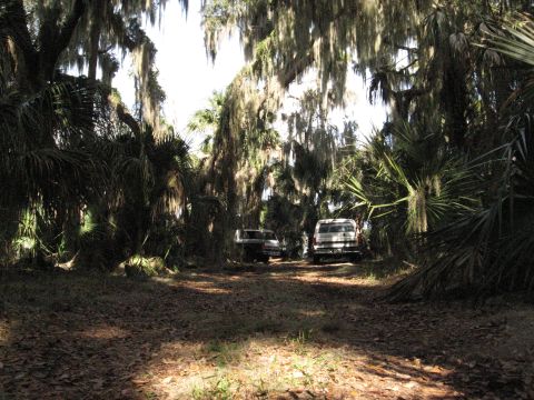 1994 Ford Bronco - Two SUVs are parked on a dirt road surrounded by dense foliage and trees draped with Spanish moss.