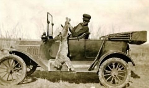 1915 Ford Model T - Man poses with a rabbit in a 1915 Ford Model T, likely after a hunting trip.