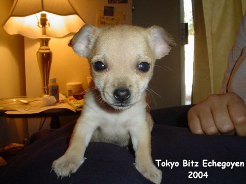 1993 Ford Taurus - A young chihuahua puppy is pictured indoors with a lamp and table visible in the background.