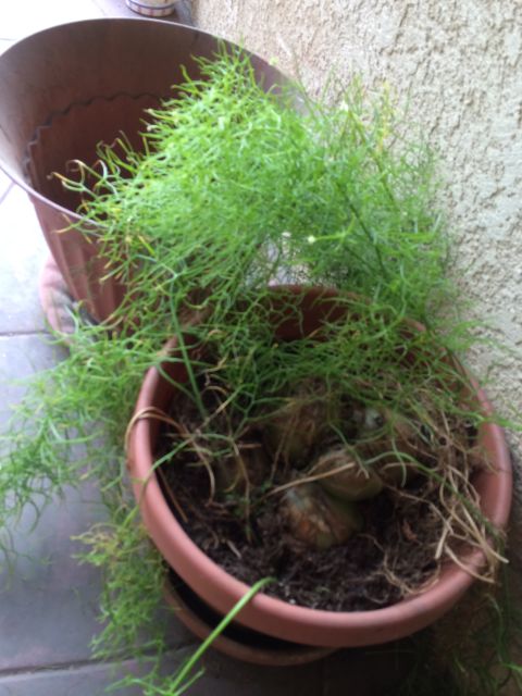 1968 Ford Mustang - A potted asparagus fern with visible bulbs sits next to a metal bucket on a tiled surface.