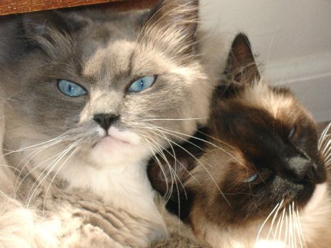 2003 Ford Crown Victoria - Two cats with striking blue eyes are close together, bathed in sunlight.