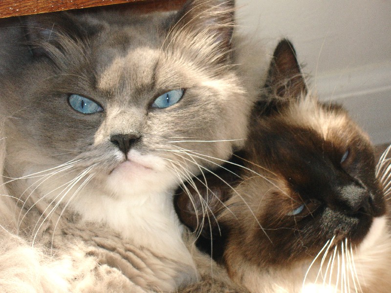 two cats with blue eyes, one light gray and white, the other brown and white