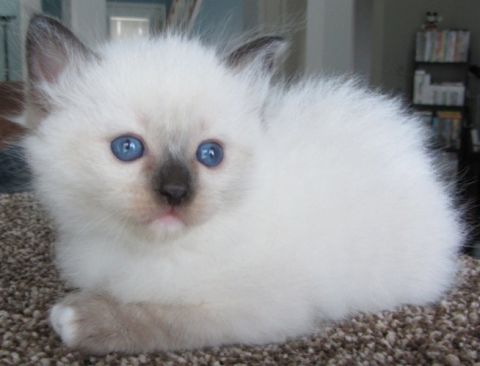 2003 Ford Crown Victoria - A young kitten with striking blue eyes rests on a textured carpet, with bookshelves visible in the background.