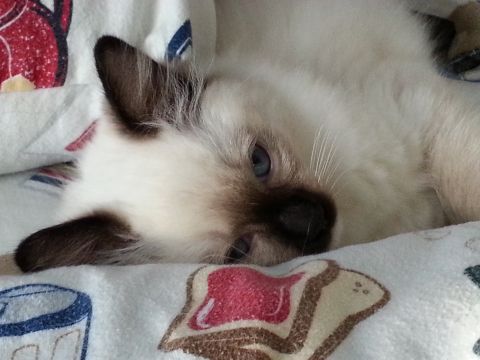 2003 Ford Crown Victoria - A fluffy Siamese cat with striking blue eyes is captured in a close-up shot, resting comfortably on a patterned blanket.