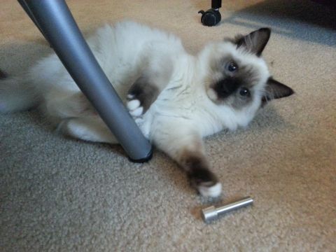 2003 Ford Crown Victoria - A cat plays with a metal object on a carpeted floor, with a table leg nearby.