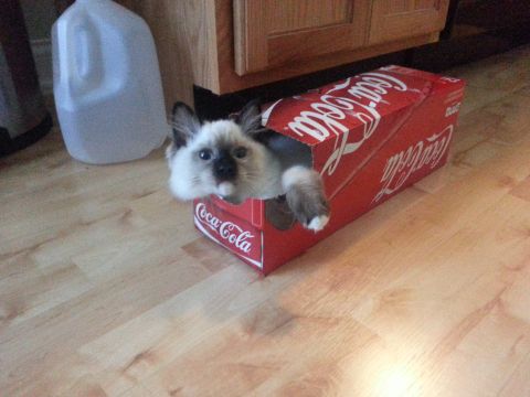 2003 Ford Crown Victoria - A fluffy cat has made a Coca-Cola box its new home.