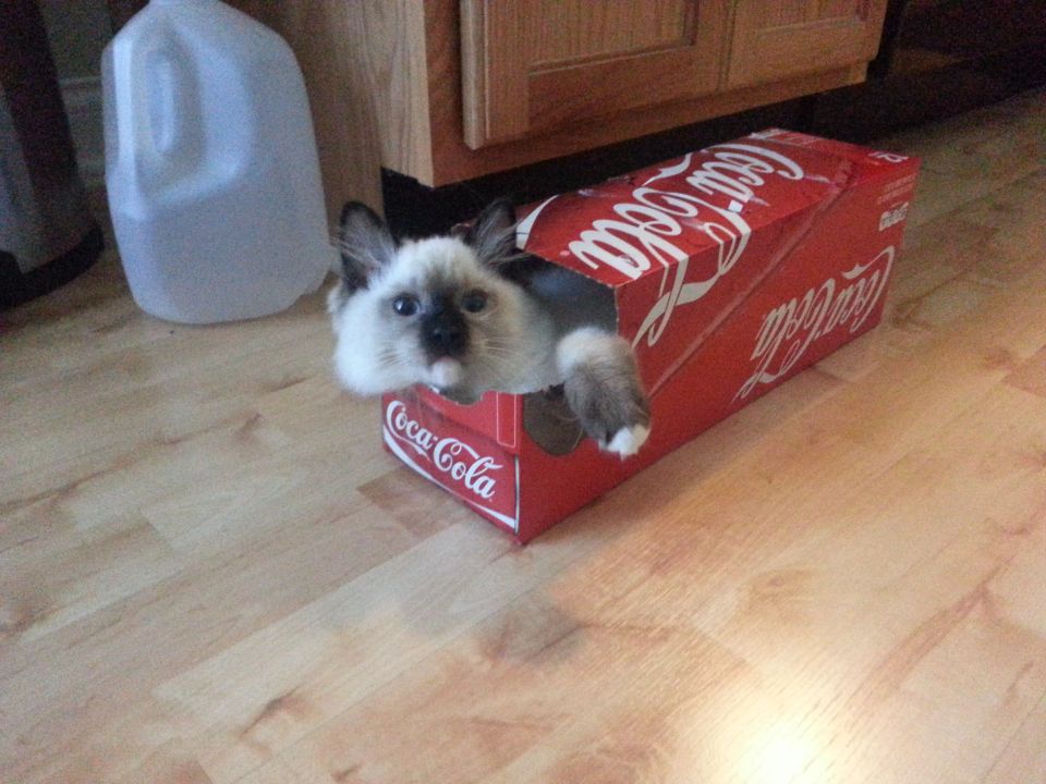 Cat peeking out of a red Coca-Cola box on a wooden floor